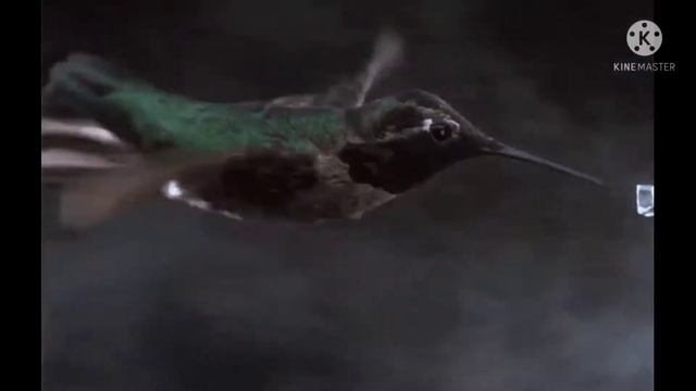 \Красивые , брачные танцы птиц.. смотреть онлайн