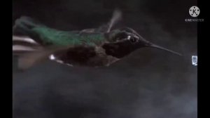 \Красивые , брачные  танцы птиц..