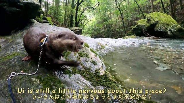 Even deep in the mountains, if there is a river, otters will jump into it. [Otter life Day 570] смотреть онлайн