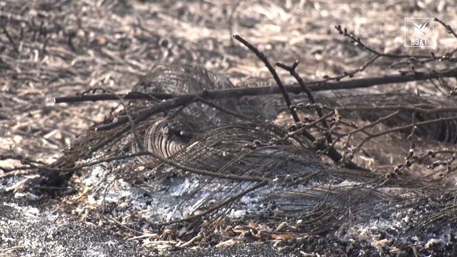 Пожар из-за одной травинки. Чем опасно сжигание сухой травы? смотреть онлайн