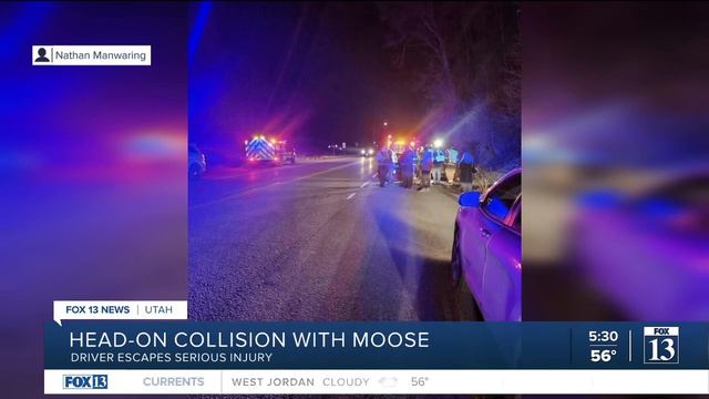 Driver narrowly escapes major injury after moose shatters windshield смотреть онлайн