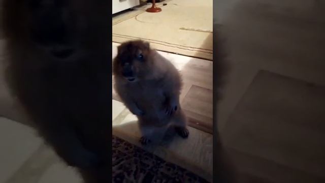 Сурки это самые милые домашние животные - Groundhogs are the cutest pets смотреть онлайн
