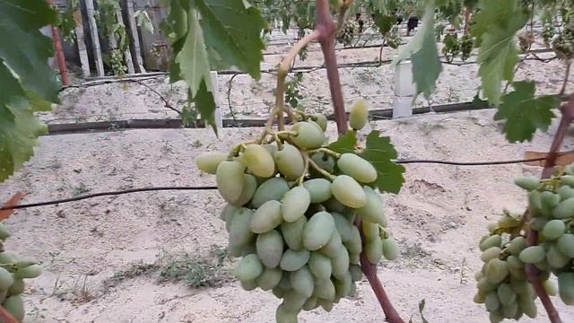 Виноград в Беларуси. Тимур Розовый. Ответы на вопросы. смотреть онлайн