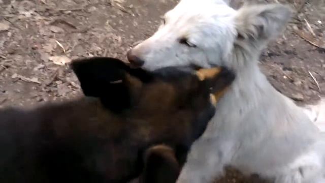 Собачьи ухаживания смотреть онлайн