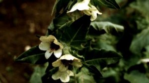 САМЫЕ ОПАСНЫЕ РАСТЕНИЯ РОССИИ !!! - Будьте осторожны.