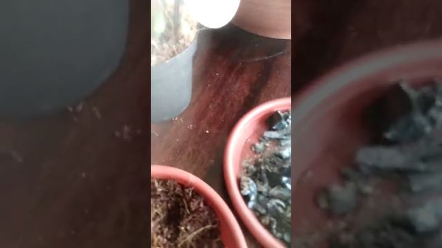 Грунт для Суккулентов - каким он должен быть! смотреть онлайн