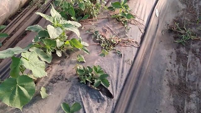 Приспособление для удаления старых кустов клубники #клубника#виноград#рассада смотреть онлайн