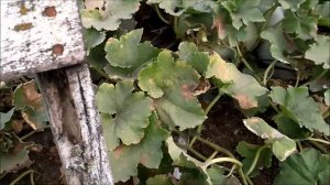 Невероятный и обильный урожай огромных тыкв Бенинказа или восковых .2020 год.