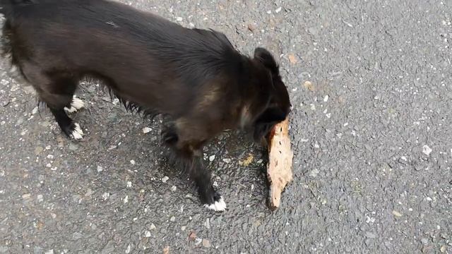 Угощаю кур. Котик Феликс на сеновале. Белка и Муся. смотреть онлайн