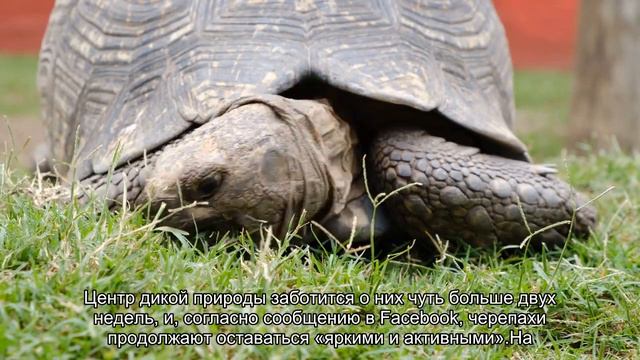 Посмотрите на сросшихся черепах. Обычно они не выживают, но у этих есть шанс смотреть онлайн