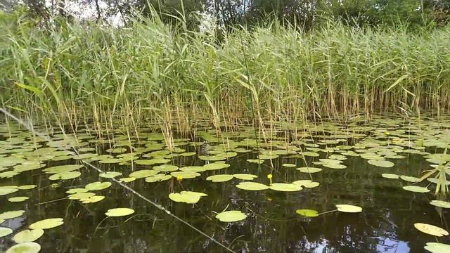 Рыбалка на кружки 2023 . Поймал щуку смотреть онлайн