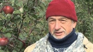 россошанское полосатое