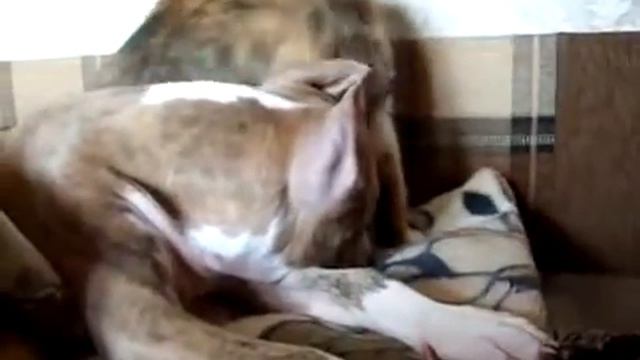 Ветеринар Москва смотреть онлайн