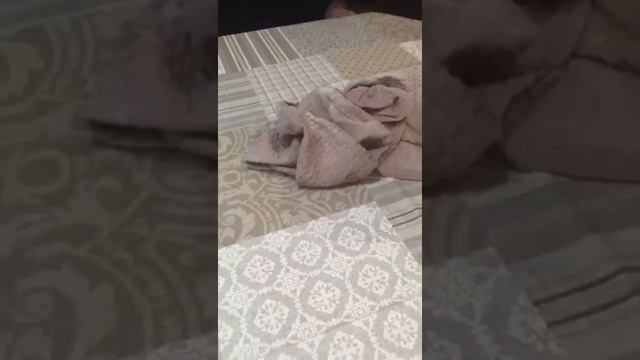 Итальянские скатерти с пропиткой где купить смотреть онлайн