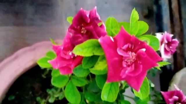 Roses In Monsoon, Paradise, Miniature, Climbing Rose,Marvelle