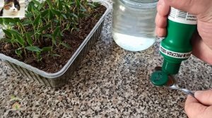 Применение Фитоспорина для Обработки и Подкормки Рассады Перца