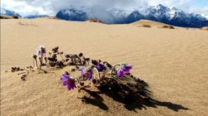 Чарские пески, самая северная пустыня в мире