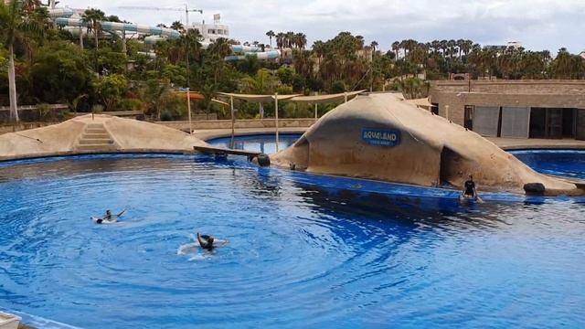 Tenerife AQUALAND DOLPHINARIUM - Agosto de 2021 - Costa Adeje - Delfines en el AQUALAND de TENERIFE смотреть онлайн