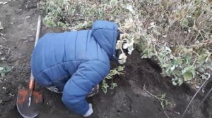 Размножение малины  маточным корнем. Ремонтантная малина Карамелька