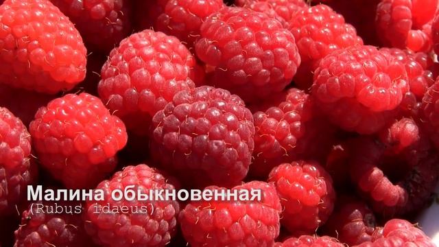 Малина обыкновенная смотреть онлайн