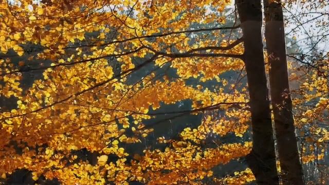 Осень. Время грусти. смотреть онлайн
