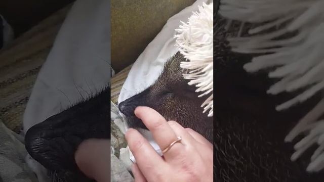 Медея делает перед сном гнëздышко ??? #минипиг #хрюша #свинка смотреть онлайн