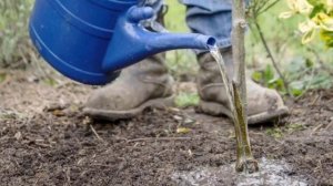 Алыча посадка и уход