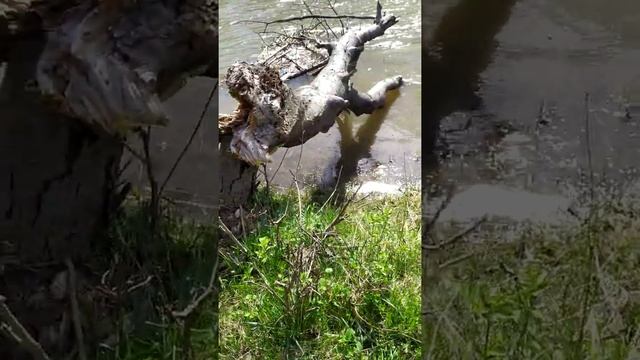 Дорога к даче) кони, речка, природа)) красота смотреть онлайн