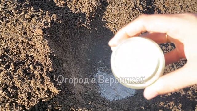 ЖАЛЕЮ, что РАНЬШЕ НЕ добавляла в лунку к ТОМАТАМ Теперь выращиваю ТОЛЬКО ТАК! Удивительный результа смотреть онлайн