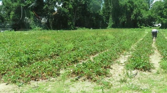 VLOG: ПОСЛАЛА ПРОДАВЦОВ/СЮРПРИЗ ДЛЯ ДЕДУШКИ/TRADER JOE'S/СМЕШНАЯ ИСТОРИЯ/ШТАТ КОННЕКТИКУТ/США смотреть онлайн