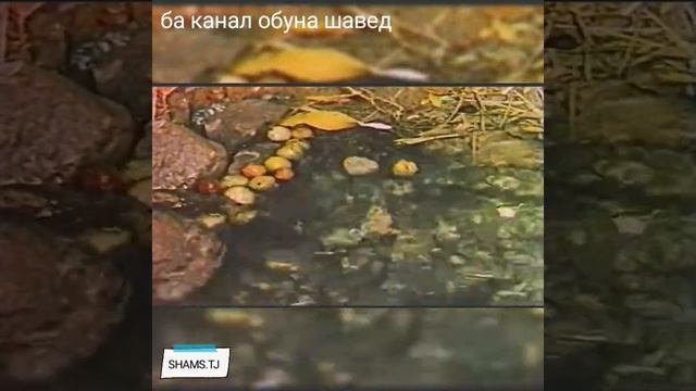 ТУЙ Дар КУЛОБ соли 1980, ДаштиҶум деҳаи Ёл.. "ХАМАДА РАВОН КУНЕД" .. ба канал обуна шавед смотреть онлайн