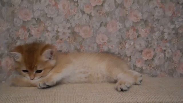 Кошка Garmonia Moon Melody SunRay Часть 2 Британский котенок золотого тикированного окраса BRI ny 2 смотреть онлайн