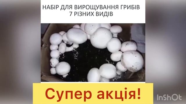 grib 16 9 смотреть онлайн