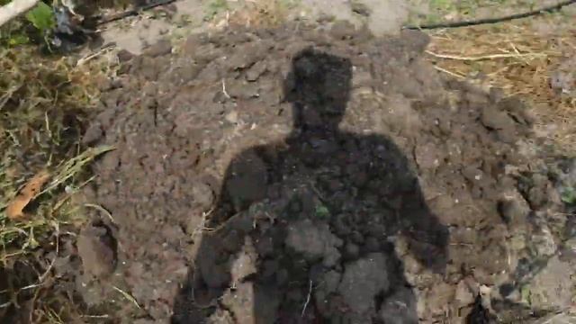 Видео 9. Посадка голубики. смотреть онлайн