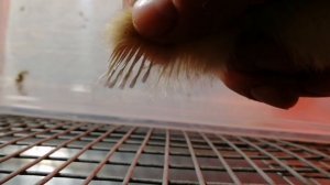 Как определить петушков от курочек по крылышкам цыплят? Ни как!