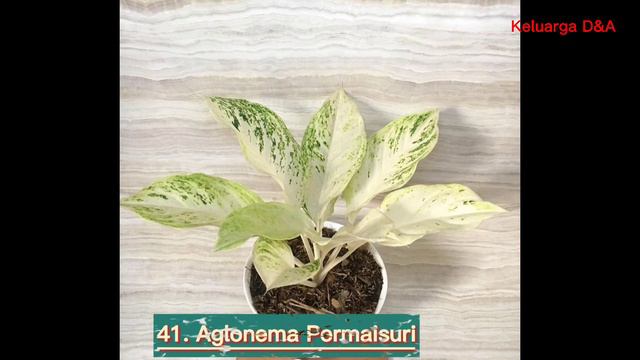 82 JENIS AGLONEMA