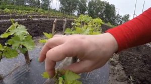 Уход за виноградом: Удаление соцветий