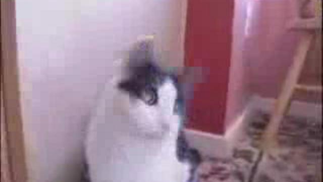 Даже коты тащаться от хэвиметла