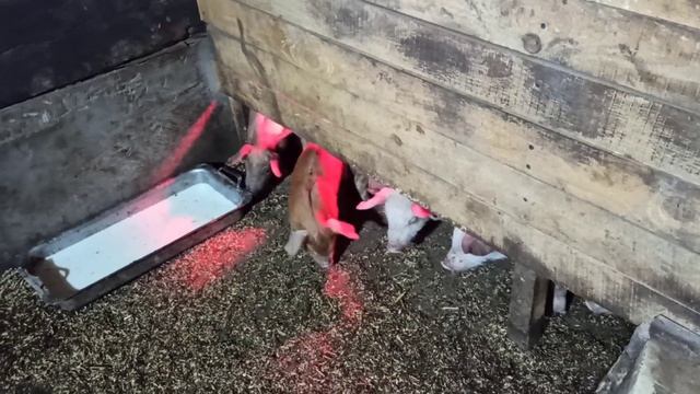 Отъём поросят/Применение Катозала/мультивитамина/Суиферровита/ смотреть онлайн