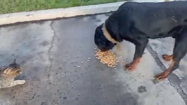 Сухой Корм для Собак Голден Дог Golden Dog Говядина 10 кг смотреть онлайн