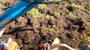 вспашка плугам с мотоблоком Нева мб2.