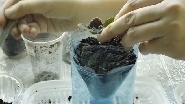 ?Детка глоксинии с материнским листом ! Как быть дальше ? How To Grow Gloxinia From A Leaf