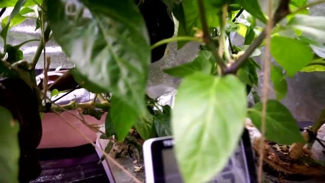 СИТИ-ФЕРМА WIFI: СНИМАЕМ НА SONY A5000 смотреть онлайн