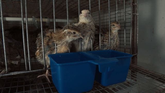 Фараоны не пьют!!! Как приучить цыплят перепелов , к ниппельным поилкам. смотреть онлайн