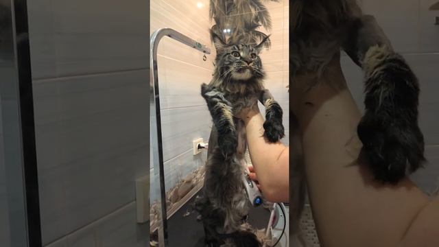 Стрижка Мейкуна смотреть онлайн