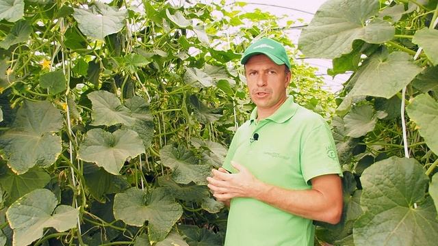 Этот огурец может стать вашим любимчиком! смотреть онлайн