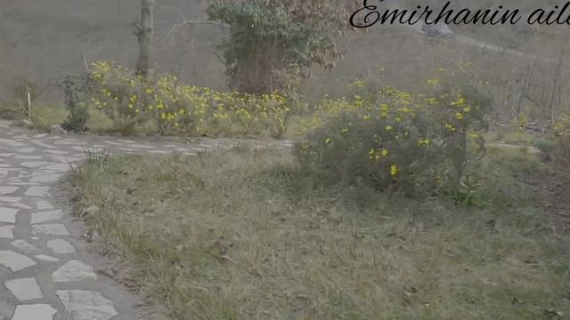 Особняк "Калели" Ты расскажи черное море, Sen anlat karadeniz,Kaleli konağı смотреть онлайн