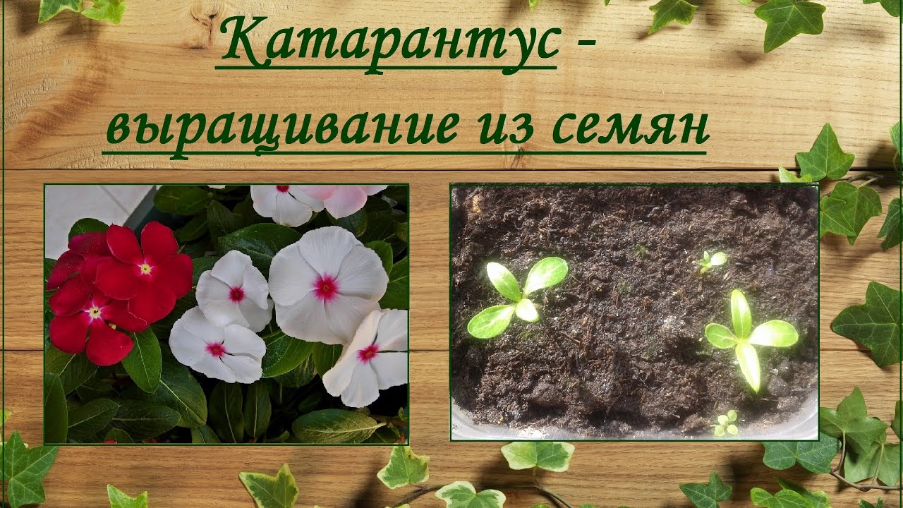 Катарантус (Catharanthus) - выращивание из семян смотреть онлайн