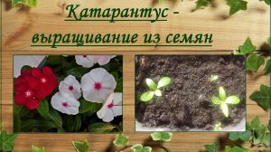 Катарантус (Catharanthus) - выращивание из семян