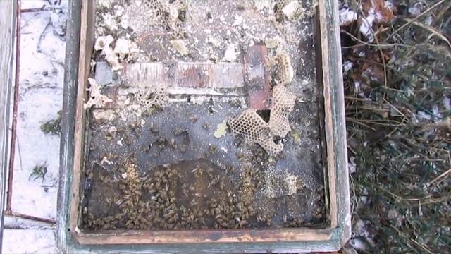 ошибки пчеловода - зимовка пчел на воле с сетчатым дном смотреть онлайн
